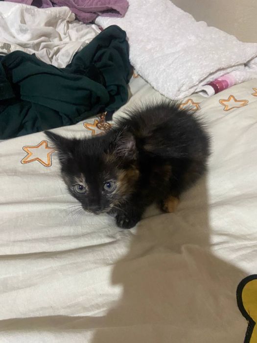 Отдам дарм кошка