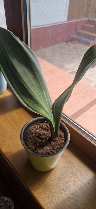 Сансеверия Масониана