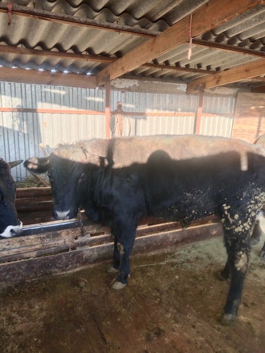 Продам бычка стоит на откорме