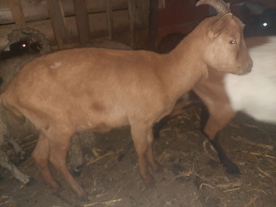 Vând capre gestante