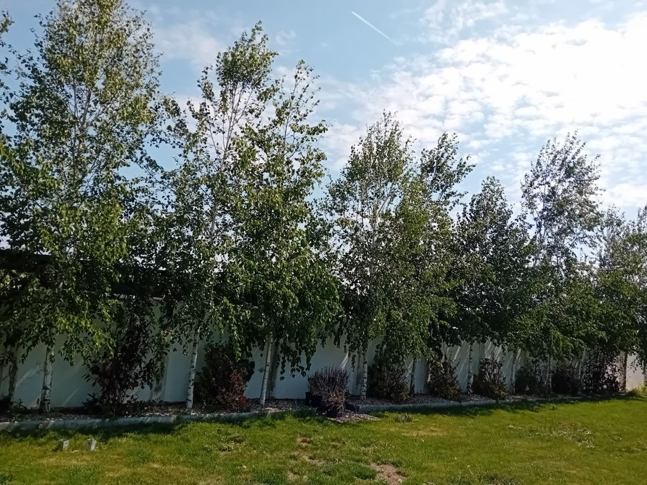 Vând copaci ornamentali pentru umbrire sau ornament