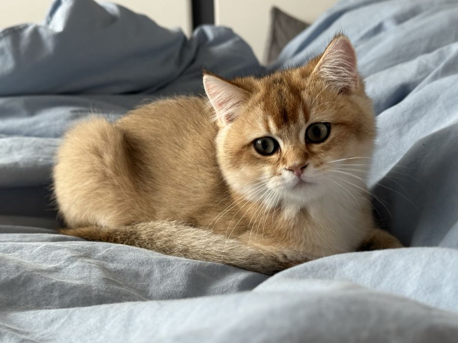 Baietel british shorthair golden chinchilla superb ! Pedigree WCF !