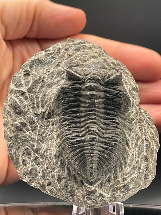 Фосил: трилобит Coltraneia, автентичен