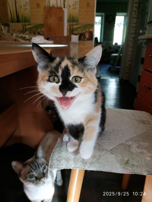 Трехцветная кошечка - счастья в дом