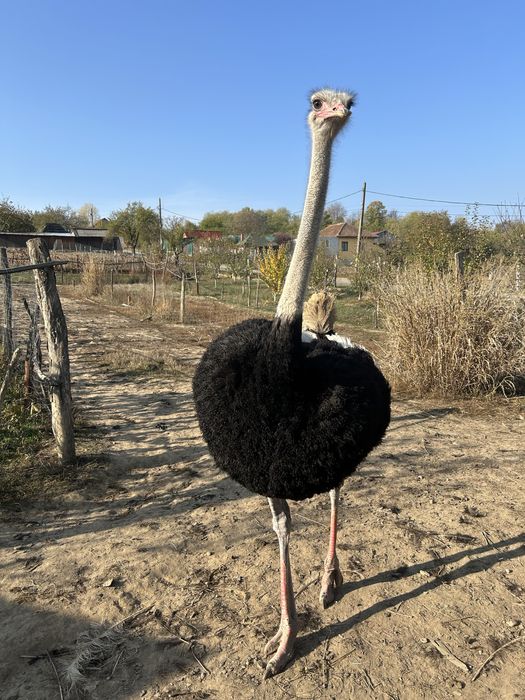 De vanzare 1 strut mascul