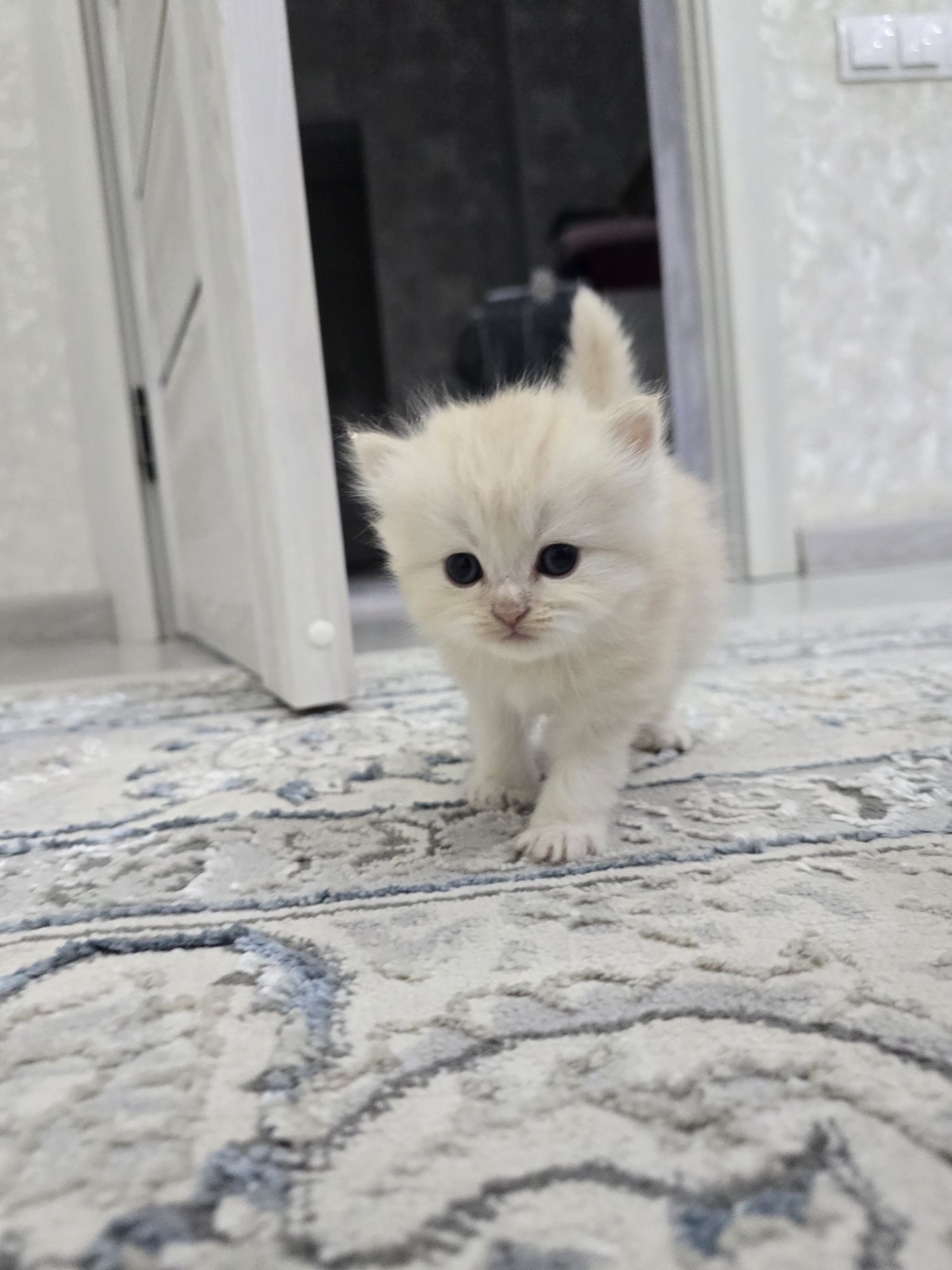 Продаются котята девочки