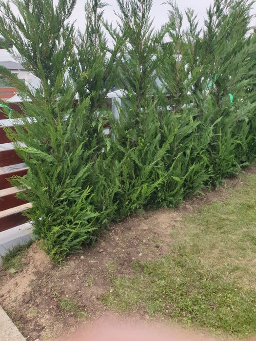 Tuia leylandii super oferta