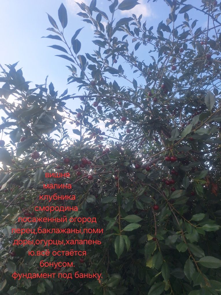Дом хороший с посаженным огородом.