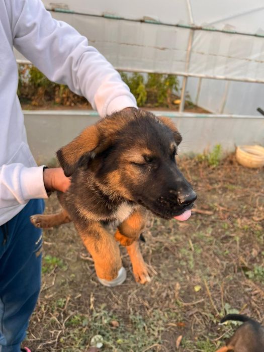 Ciobanesc German de lucru