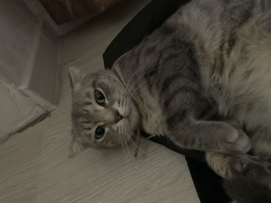 Британская девочка