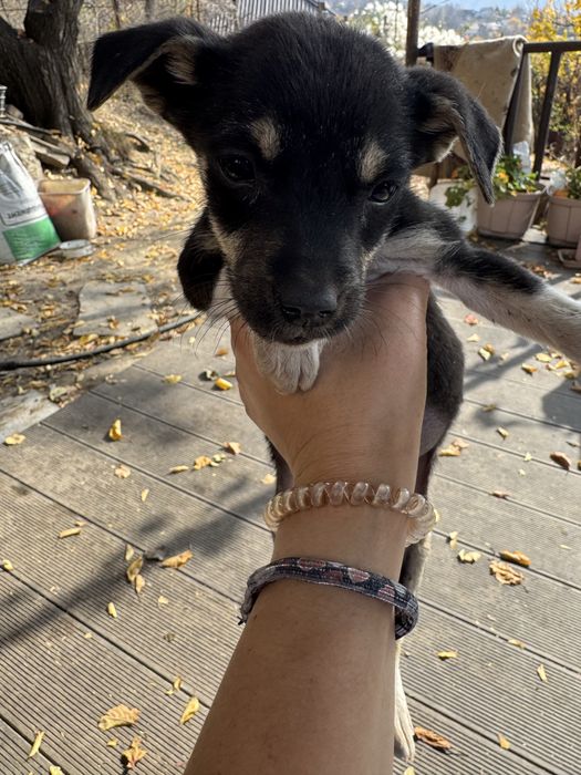 Шенята пристраиваются дикая собака родила