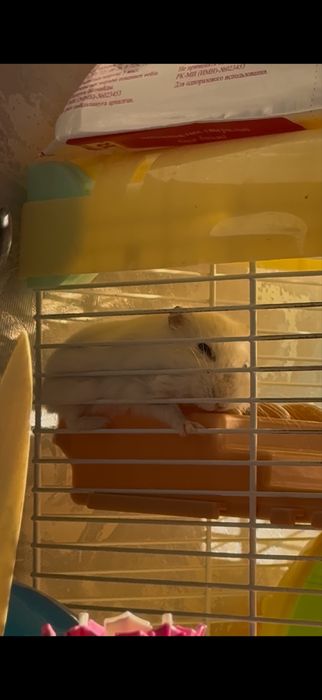 Продам хомяка со всеми аксессуарами