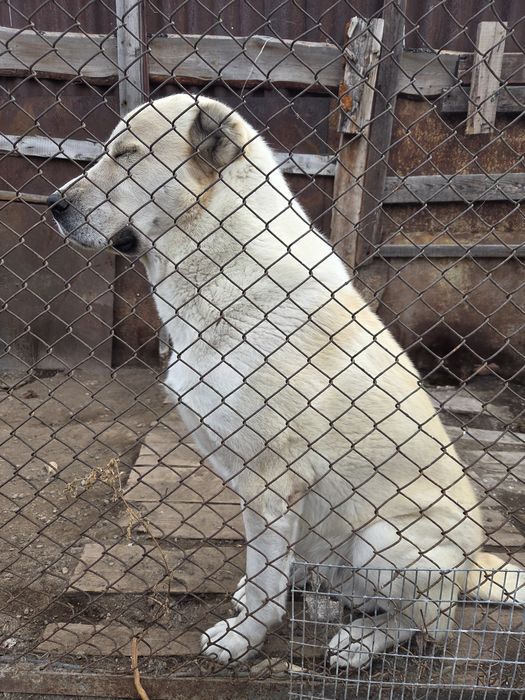 Щенки Алабая !!!