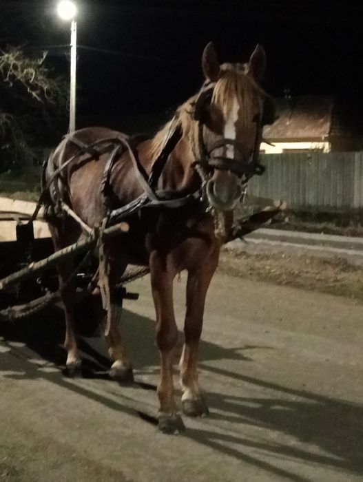 Vând iapa de 6 ani garantat la orice
