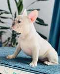Bulldog francez fetita