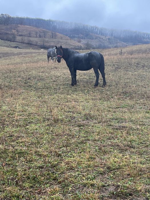 Iapa neagra frumoasa