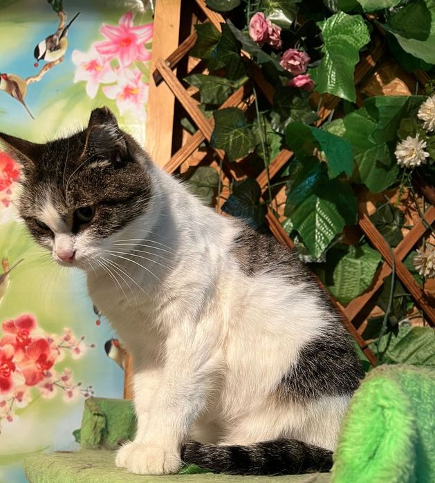 Кошка в добрые руки