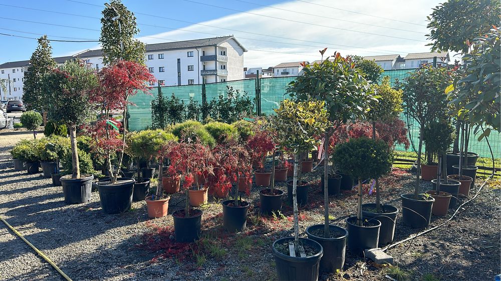 Aucuba Japonica , Criptomenia , Ienupar tarator, Azaleea  Salcam brazi