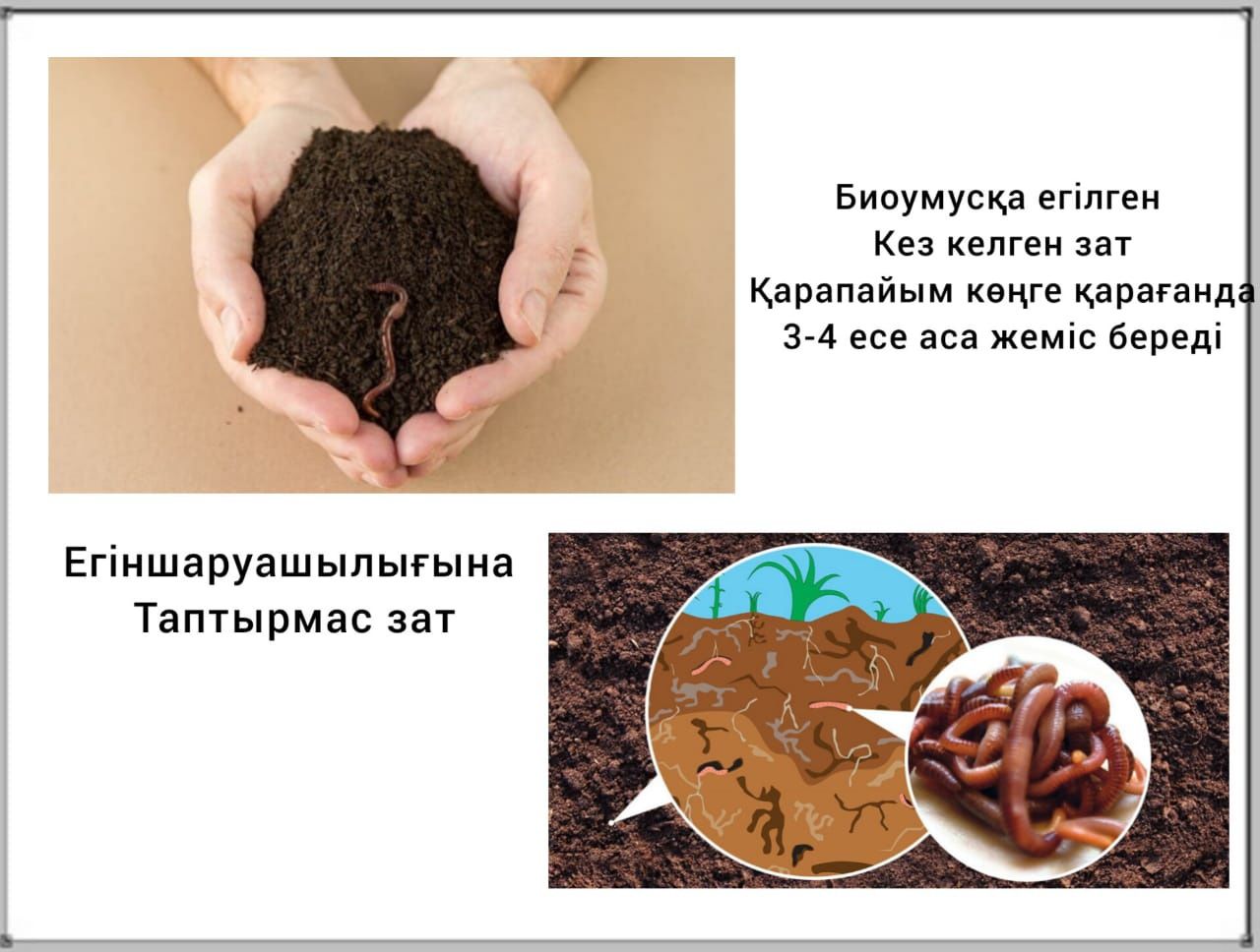 Биогумс сатлады шылаушан сатылады Қазығұрт ауданы