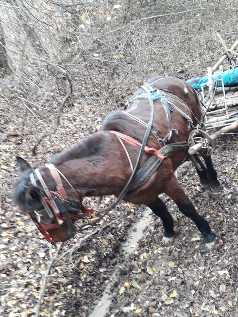 Vând iapă la garanție