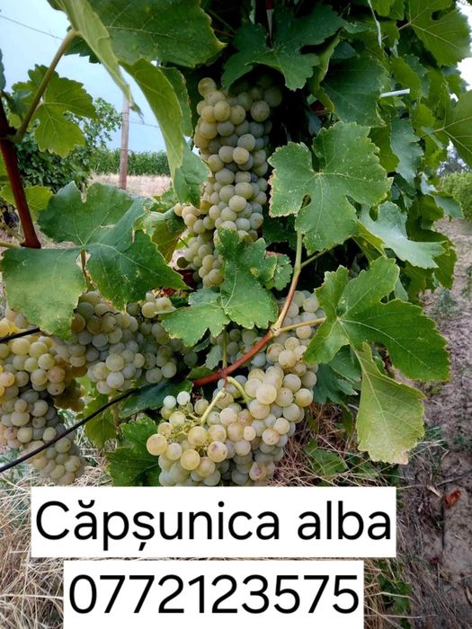 Butasi vita de vie altoita și hibrid