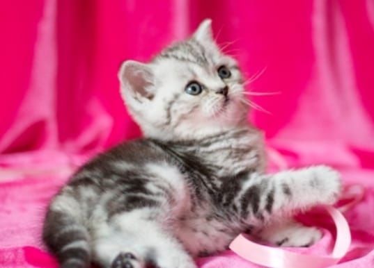 Котята чистокровные