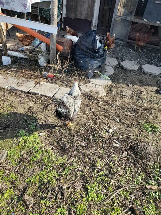 Продавам петлета на 8 месеца