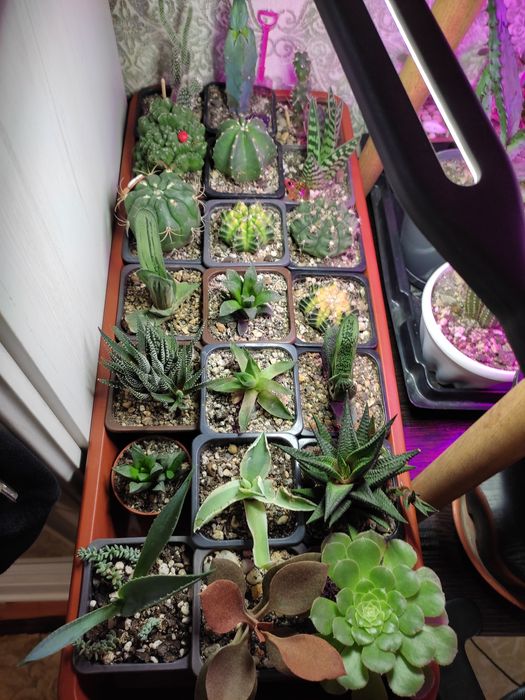 Набор кактусов,хавортий,агав и гастерий