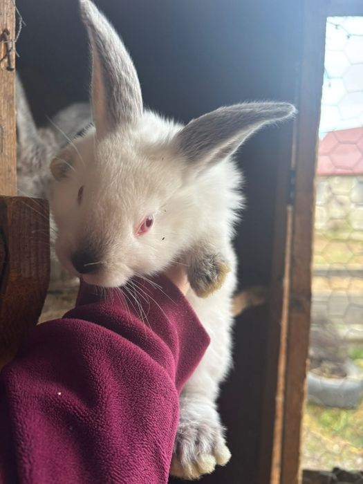 De vanzare 5 pui de iepuri