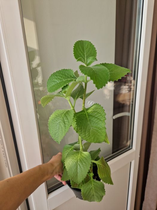 Мята комнатная, быстрорастущая и неприхотливая