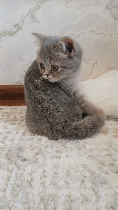 Мушук зудлик билан сотилади.