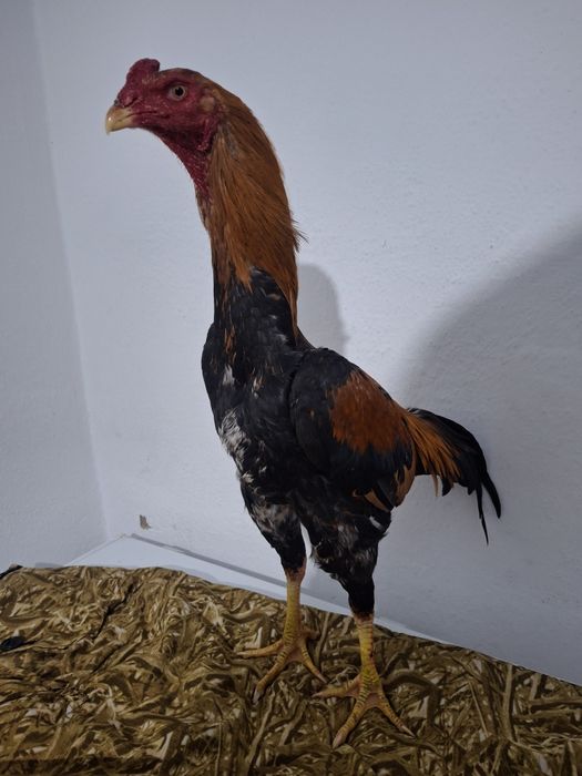 Шөже сатылады келісеміз мош