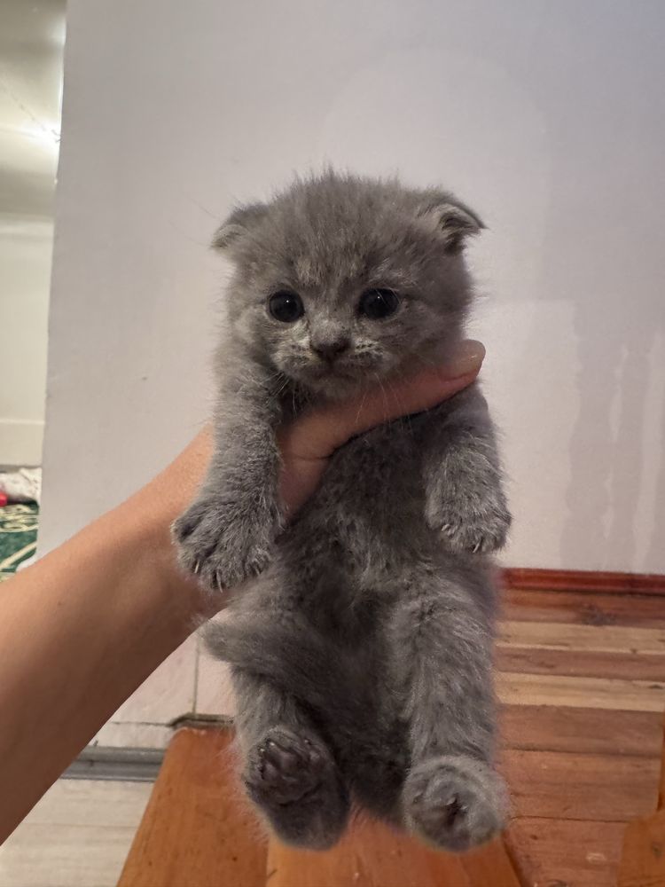 Котенок   1 айлык