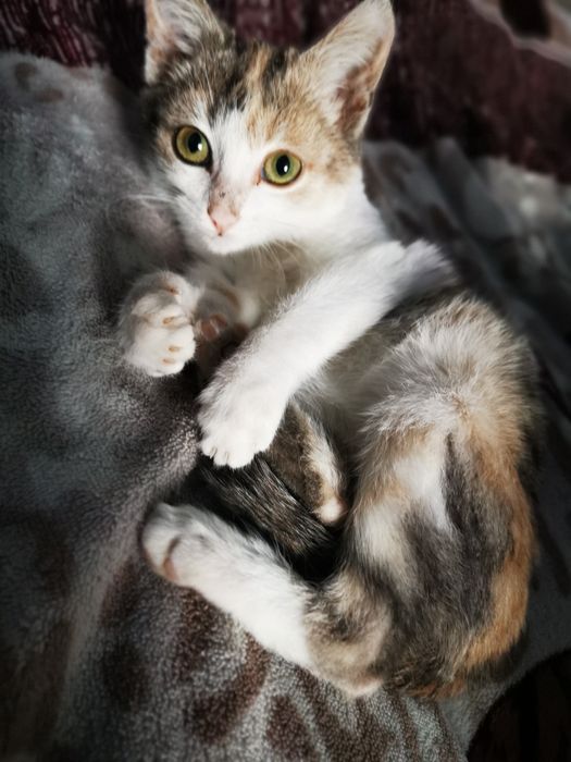 Котенок (девочка)