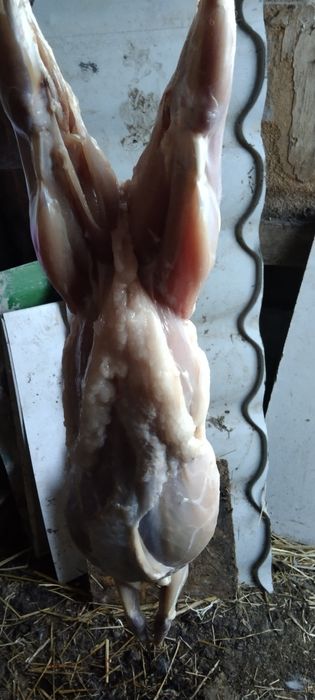 Мясо кролика продам