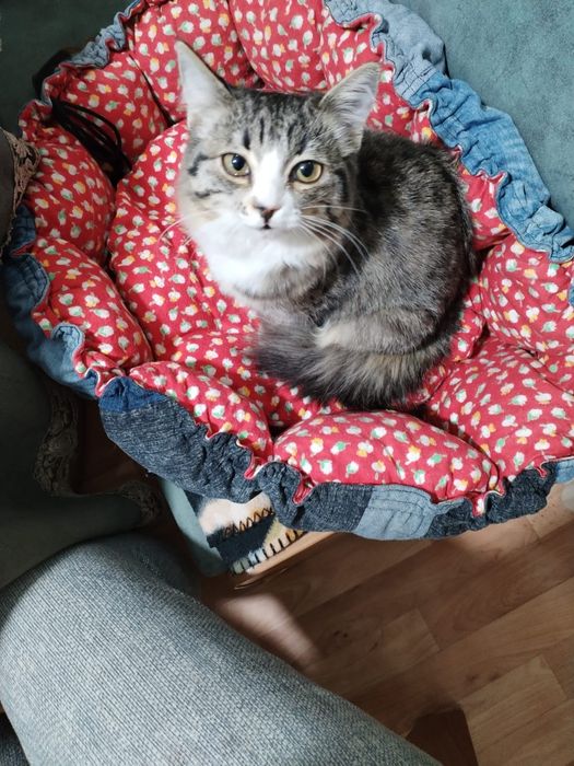 Ищем дом для кошечки