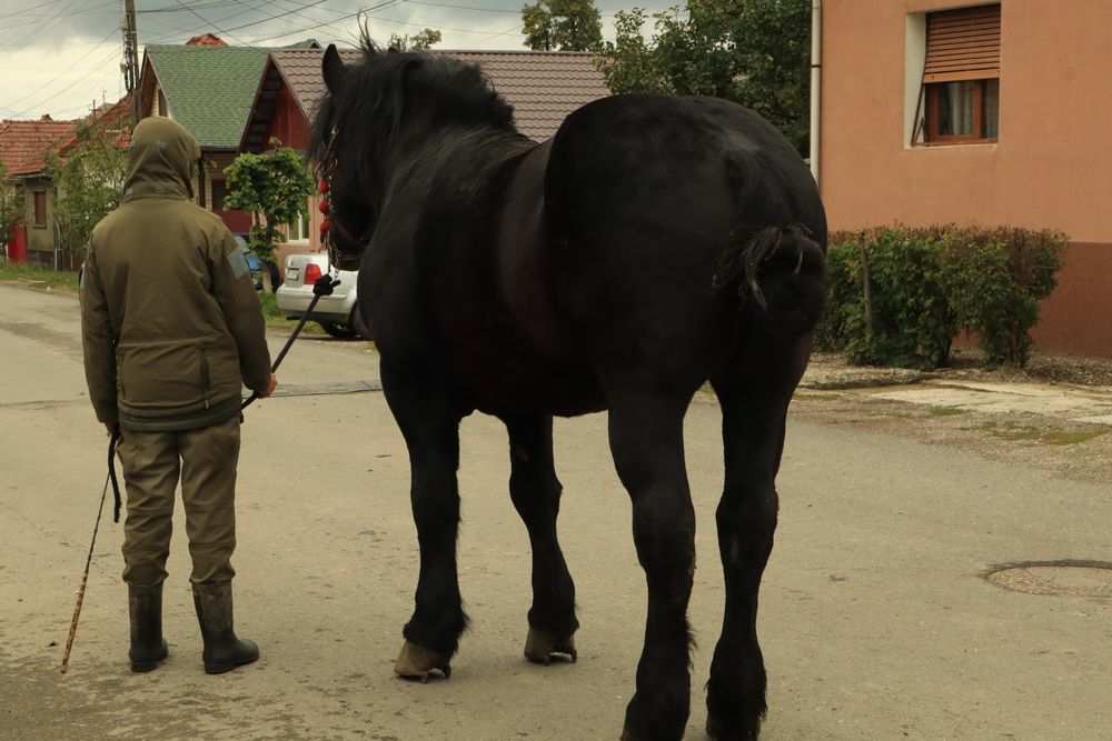 Armăsar de ungaria garantat la orice
