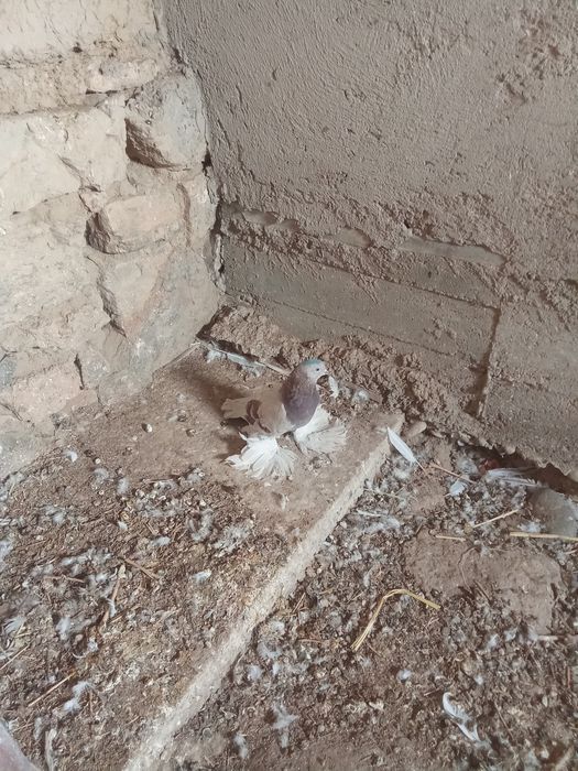 Сатылады көгершін