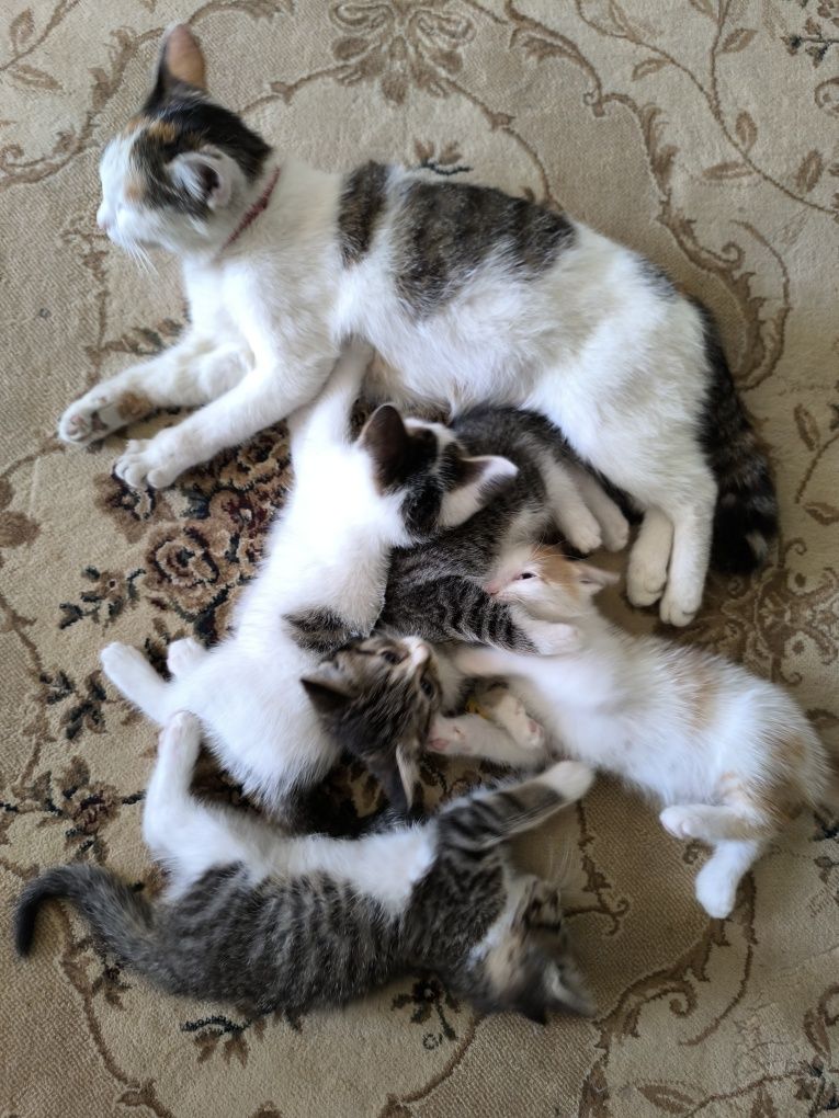 Подарю котят в добрые руки!