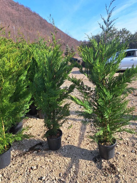 Leylandi chiparos, smarald, spirală, pon pon, magnolie, gazon, brazi