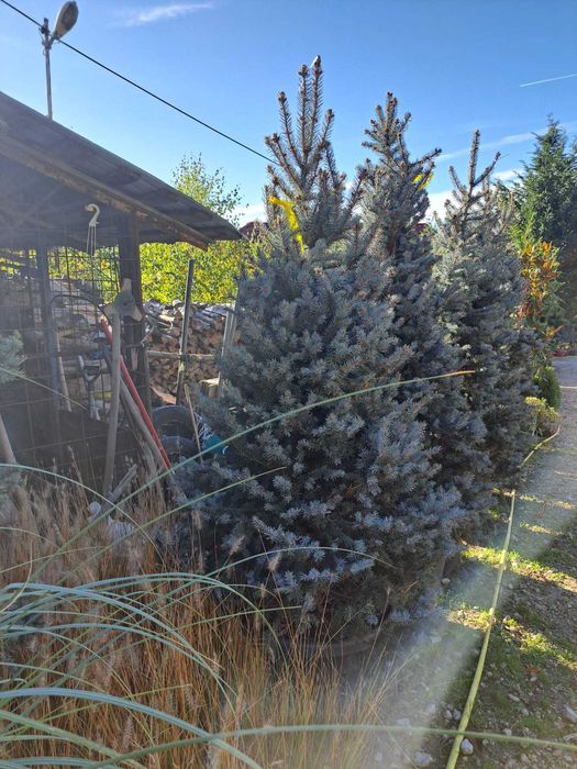 Brzai, mesteacan, copaci de vanzare