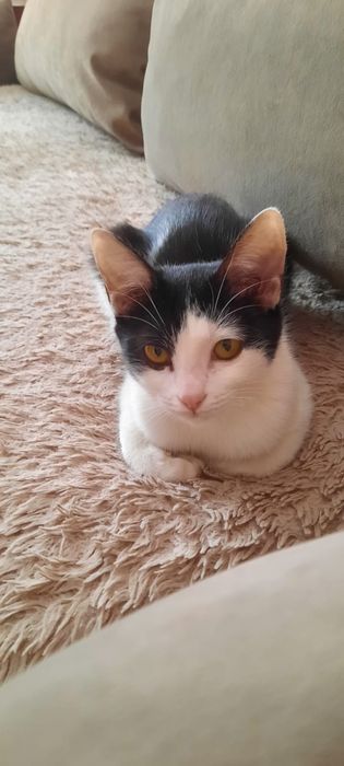 Срочно нужен дом Алисе, 8 месяцев, стерилизована.