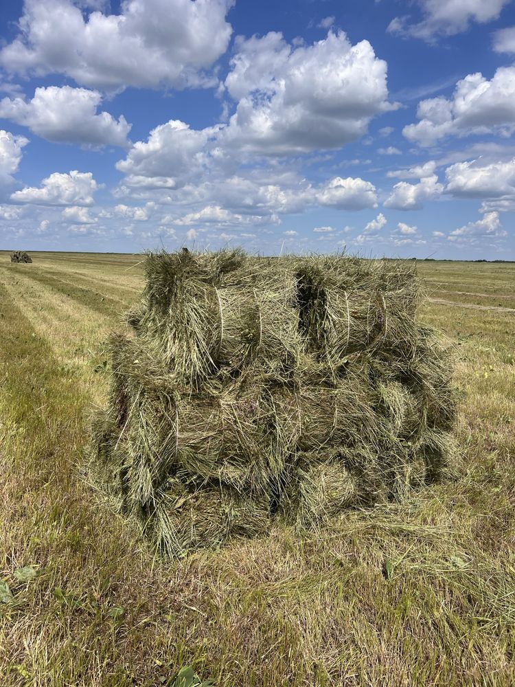 Сено, шөп, тюк, рулон сатамын. Доставка. Жеткізу