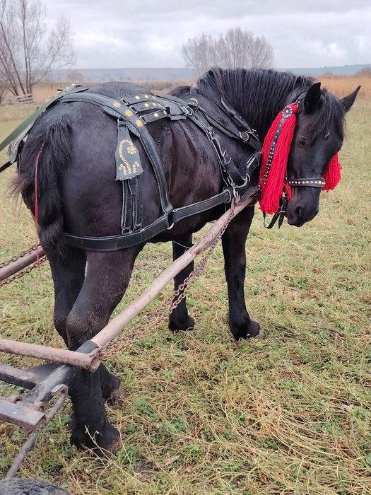 Vând mânz blând învățat la ham