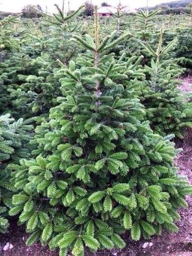 Продавам елхички дрянче клонки и букечета за ваза