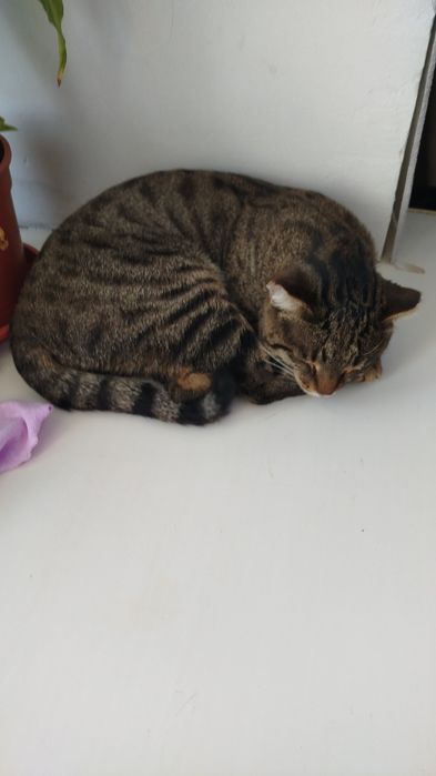 Отдам кота в добрые руки