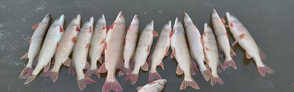 Свежые щуки, с тургая