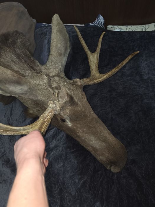 Trofeu bust elan / moose