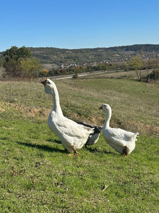 Vând gâște holmogor