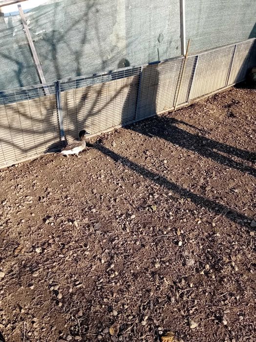 Rate mandarin de vinzare